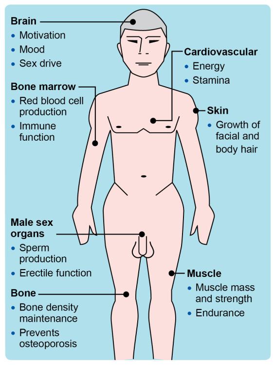 Image explaining the role of testosterone in the male body.