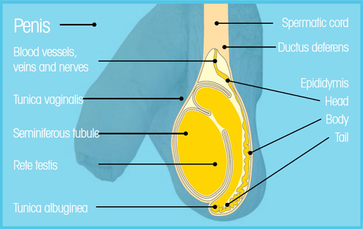 Testical Diagram 